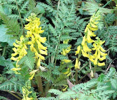 $26.99 • Buy CORYDALIS FERNY Corydalis Cheilanthifolia - 100 Bulk Seeds