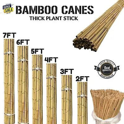 Bamboo Canes Garden Thick Support Plant Flower Strong Stick Cane Large Pole • £35.99