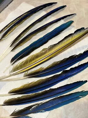 Naturally Molted Blue And Gold Macaw Feathers (20+) • $150