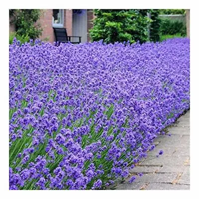 £8.95 • Buy Lavendula Angustifolia Munstead, Old English Lavender Plant In 9 Cm Pot