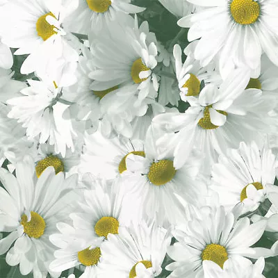 Daisy Field Print Tissue Paper 500x750mm Multi Listing • £3.69