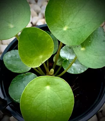 Pilea Peperomioides Beautiful Easy To Grow Friendship Plant Money Plant • $16.90