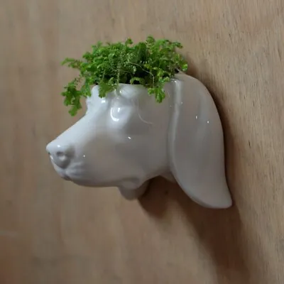 Decorative Ceramic Indoor Wall Planter - Dog • £9.99