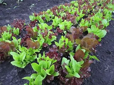 Organic Lettuce Gourmet Looseleaf Cutting Mix 400 Seeds • £2.29