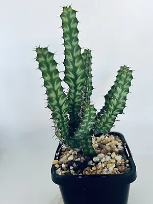 Euphorbia Pseudocactus Veriegata • $30