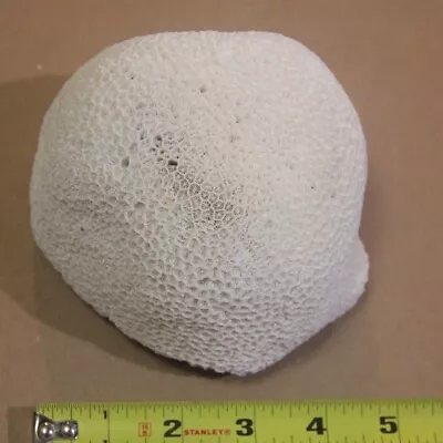 $34.95 • Buy Brain Coral