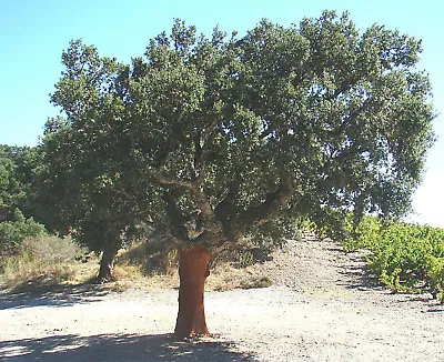 Cork Oaks QUERCUS SUBER Evergreen Oak Tree Corky Bark 20-30cm Tall • £8.90