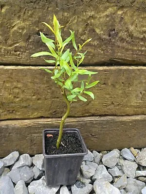 Salix Matsudana 'Tortuosa' Contorted Corkscrew Willow Twisted Bare Root Plant • £12.50