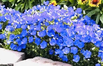 CAMPANULA CARPATICA BELLS- BELLFLOWER BLUE - PERENNIAL SEEDS - 500 Seeds • £1.55