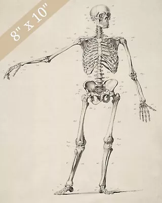 Vintage Skeleton Anatomy Drawing Giclee Print 8x10 On Fine Art Paper • $14.99