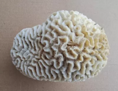 Large Natural White Brain Coral ~1250g - Aquarium Fish • $29.95