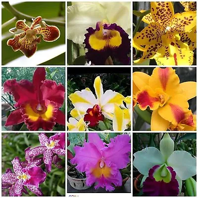 4 Live ORCHIDS Choose 4 Cattleya 4 Oncidium 4 Vanda4 Dendrobium Or 4 Phals • $38.99