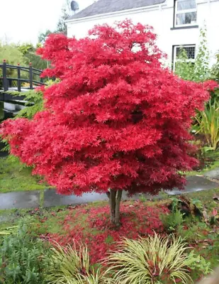 Acer Tree Skeeters Broom NEW Japanese Maple Red 3L Pot 60cm Plants To Your Door • £28.99