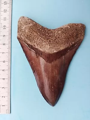 10cm Large Tooth Of The Megalodon - Shark Tooth Fossil • £66.83