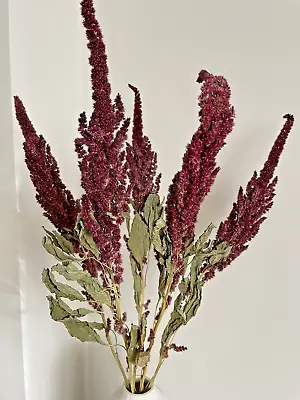 Dried Flowers Natural Red Ameranthus  5 Stems 50cms Vase Craft Decor Wedding • £9.95