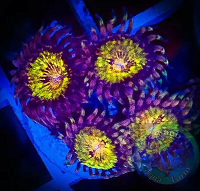 SAF~ Jason Fox Mohican Sun Zoas “WYSIWYG” Paly Zoa Live Coral Colony • $19.99