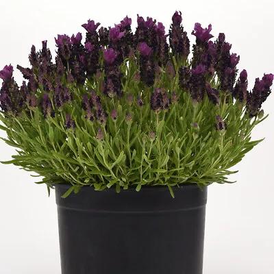 French Lavender 'Bandera Deep Purple' Medium Plug Plant X 4. Evergreen Perennial • £9.95