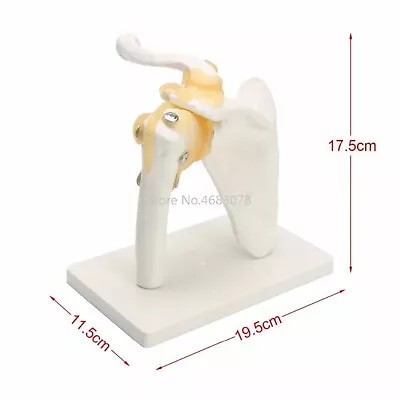 Master Human Anatomy Skeleton Anatomical Model For Skull Shoulder Bone Muscle • $36.79