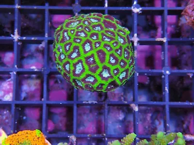 Symphillia Brain Coral Marine Aquarium LPs Hard Coral  • £50