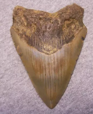 MEGALODON Shark Tooth 4  Sharks Teeth BIG Jaw Fossil CLASSIC Megladon REAL • $90