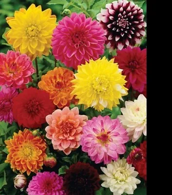 30 Giant Dahlia Showtime Mix Seeds • $4.99