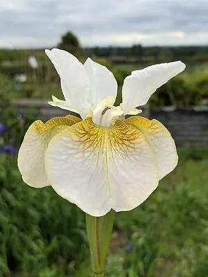 £6 • Buy Iris Sibirica Lincolnshire Grace - Siberian Iris  