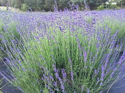 Lavender Live Plants Spa Plants Aromatic Herb Well Rooted Plugs Pre-order • $9.49