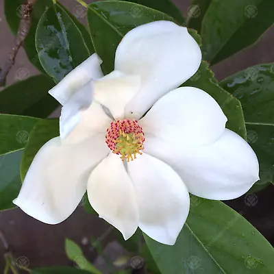 Magnolia Porcelain Dove Tree Garden Plant Shrub Potted White Flowering 7.5L Pot • £79.99