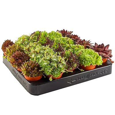 £12.99 • Buy Sempervivum Mix - 5 Plants | Houseleek, Hen & Chick Indoor Succulent Plants