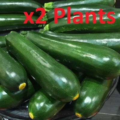 X2 COURGETTE 'Black Beauty' Plug Plants (No Seeds) - Vegetable Seedling • £99