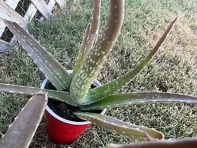 1 Large Variegated Aloe Vera Rooted 7 Inch Live Healthy Plant Medicinal Organic • £9.25