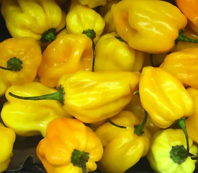 50+ Seeds - Lemon Habanero - Very Hot Pepper Yellow -  NON-GMO  For 2024 Season • $2.75