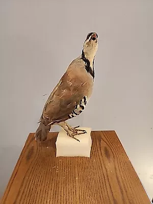 J111 Chukar Partridge Bird Mount Taxidermy • $125