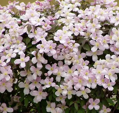 £19.99 • Buy Clematis Montana Pink Rubens Climbing Plant 3-4ft Large In A 3 Litre Pot