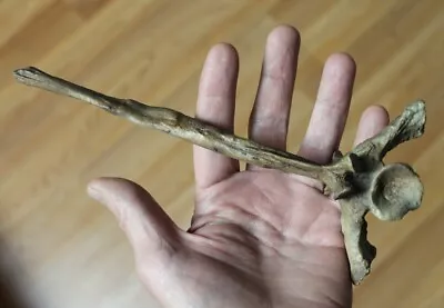 Replica Fossil Dimetrodon Vertebra With Neural Spine Permian Sailback Reptile • $30