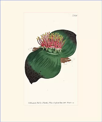 Broad-leaved Massonia: Antique Hand-coloured Botanical Copper Engraving • $28.60