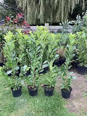 Laurel Hedging Plants • £8
