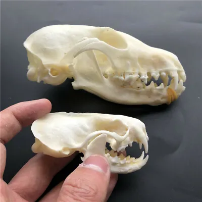 2 Pcs Combination Of Real Animal Skull Mink Skull + Fox SkullTaxidermy • $19.99