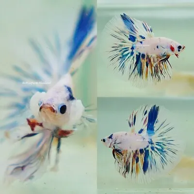 Live Tropical Betta Fish -- Candy Marble | Halfmoon Male • $9.99