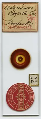 Antique Microscope Slide By D.B. Ward Of Aulacodiscus Rogersu Diatom • $11.50