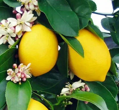 Dwarf Meyer Lemon Tree - Live Grafted Citrus Plant - 26-30  Tall - 1 Gallon Pot • $89.95