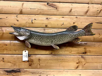 Huge Real Skin Mount Northern Pike Walleye Musky Fish Taxidermy FNP17 • $399