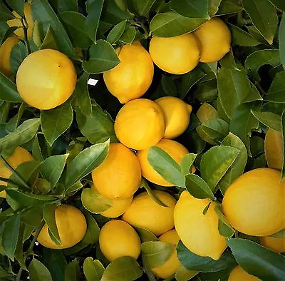 Live Plants Lemon Trees 3 - 6  Edible Citrus Fruit Landscaping Starter Seedling • $19.99