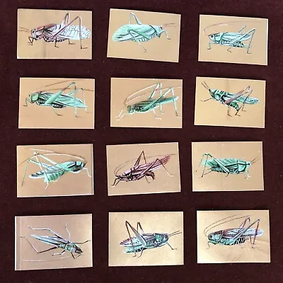 12 Vintage Grasshopper Cricket Labels On Gold Background Old Insect Matchbox? • $3.99
