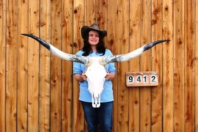 Steer Skull Polished Long Horns Mounted Art!! 4' 10  Cow Bull Longhorn H9412 • $334.95