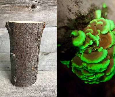 Glow In The Dark Mushroom Panellus Stipticus Bioluminescent Habitat Log Kit • $14.95