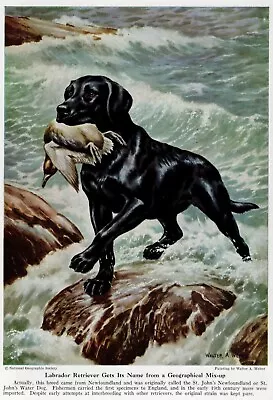 Black Labrador Retriever - CUSTOM MATTED - 1947 Vintage Color Dog Art Print • $15