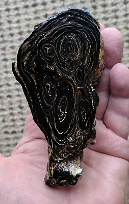 Rare Very Large Vintage Genuine Hawaiian Black Coral Antipatharian Base Raw • $1350