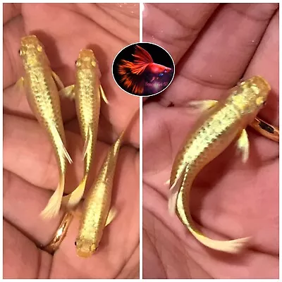 1 Trio- Live Aquarium Guppy Fish High Quality - Full Gold 24k VIP • $34.95