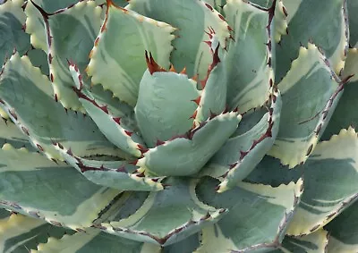 Agave Kissho Kan Variegated • $32.45